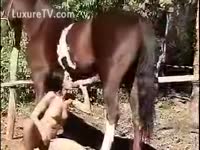 Colt with a boner receives sucked by a brunette hair whore